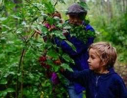 a young visitor examines berries on a bush and in the background is an adult and leafy trees